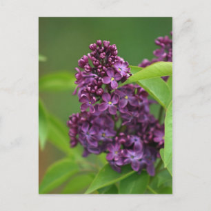 Lila Lilac Postkarte