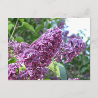 lila Lilacke Postkarte