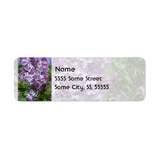 Lila Lilacs