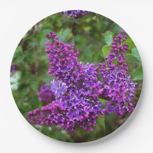 Lila Lilacs am Frühlingstag Pappteller