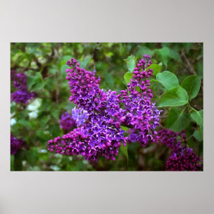 Lila Lilacs am Frühlingstag Poster
