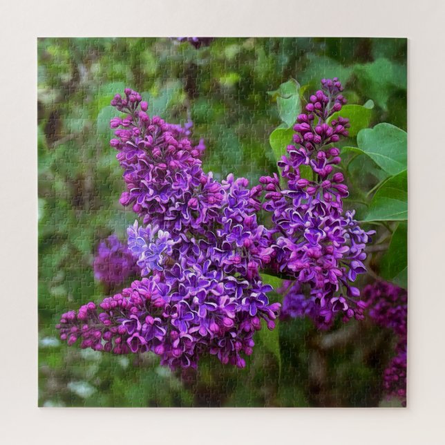 Lila Lilacs an einem Frühlingstag Acryldruck Puzzle (Vertikal)