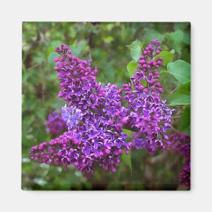 Lila Lilacs an einem Frühlingstag Magnet