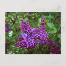 Lila Lilacs an einem Frühlingstag Postkarte