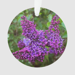 Lila Lilacs Ornament