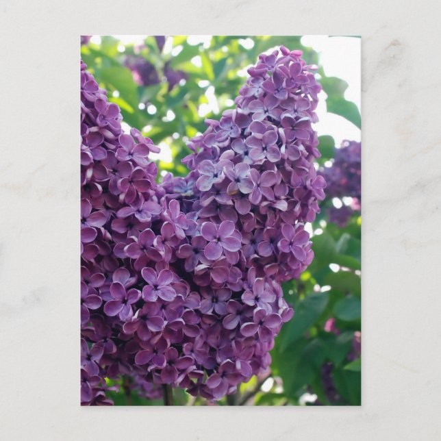 Lila Lilacs Postkarte (Vorderseite)