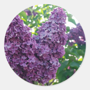 Lila Lilacs Stickers