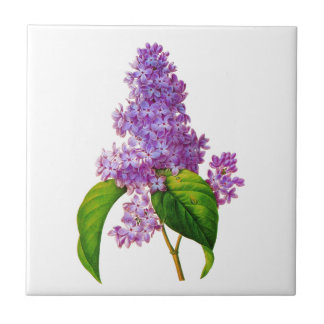 Lila Lilacs von Pierre-Joseph Redoute Fliese