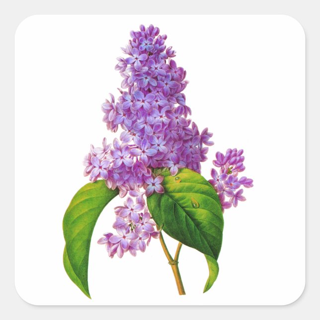 Lila Lilacs von Pierre-Joseph Redoute Quadratischer Aufkleber (Vorderseite)