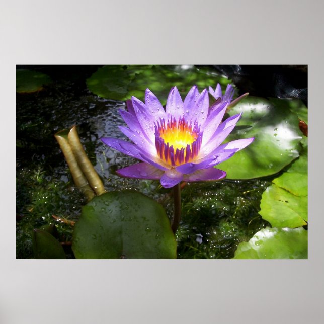 Lila Lilie im Teich Poster (Vorne)