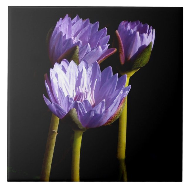 Lila Lilien Fliese (Vorderseite)