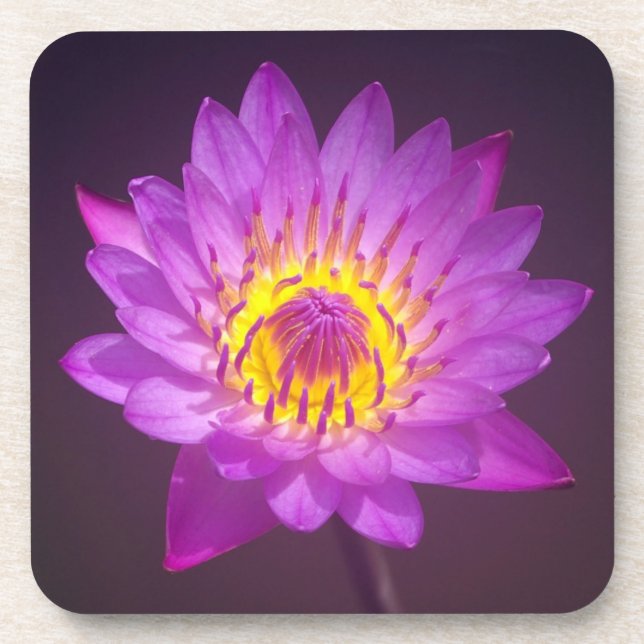 Lila Lotos-Blume Untersetzer (Vorderseite)