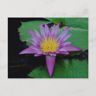 Lila Lotus-Blume mit Liquoplastkarte Postkarte