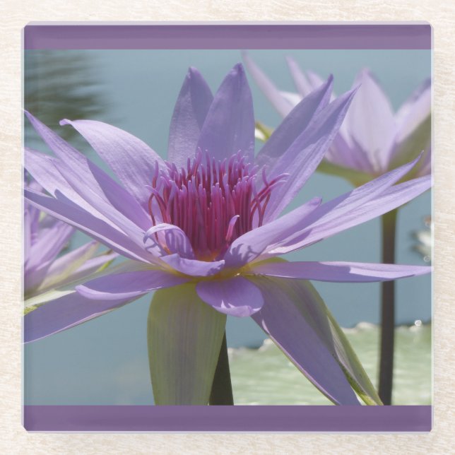 Lila Lotus-Blume Naher Untersetzer (Vorderseite)