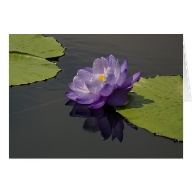 Lila Lotus-Wasserlilie (Vorderseite (Horizontal))