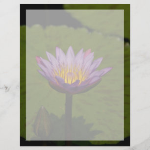 Lila Lotus Wasserlilie Blume