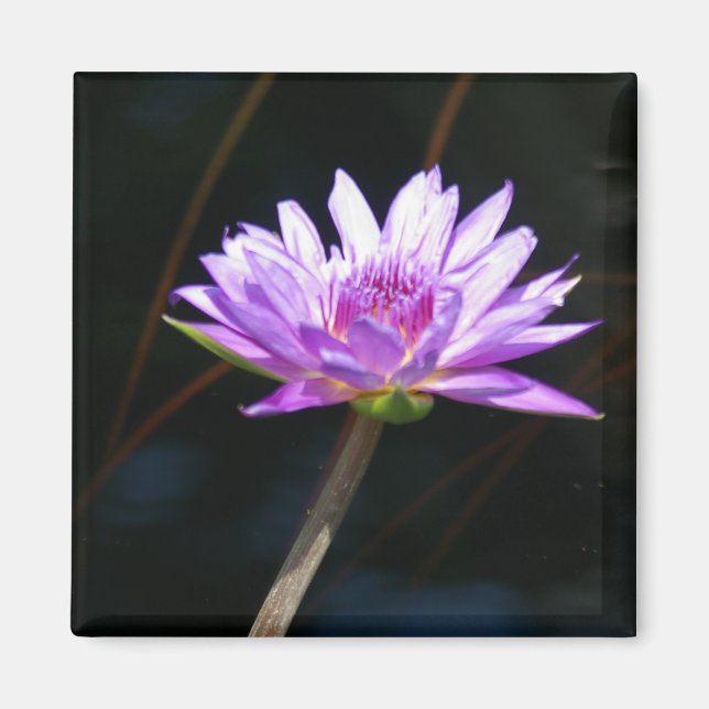 Lila Lotus-Wasserlilie-Magnet Magnet (Vorne)