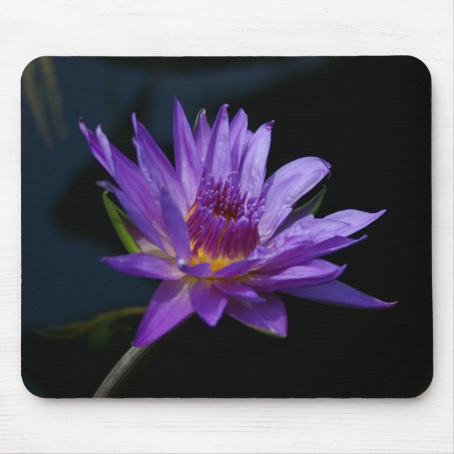 Lila Lotus Wasserlilie Mousepad (Vorne)