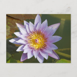 Lila Lotus/Wasserlilie Postkarte