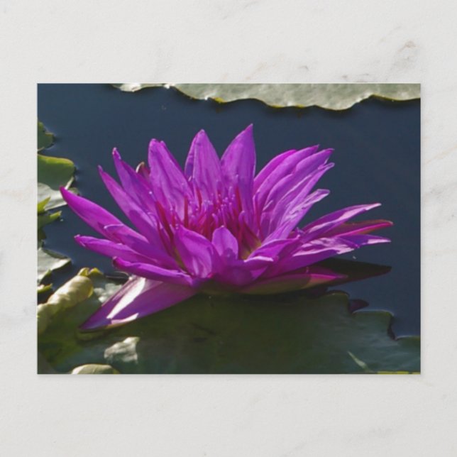 Lila Lotus Wasserlilie Postkarte (Vorderseite)