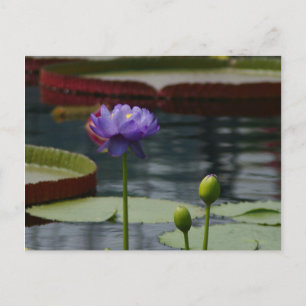 Lila Lotus-Wasserlilie Postkarte