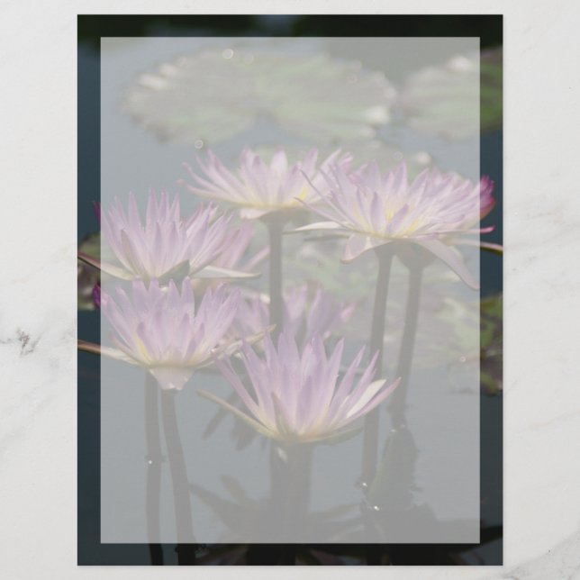 Lila Lotus-Wasserlilien (Vorderseite)
