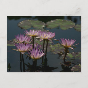 Lila Lotus Wasserlilien Postkarte