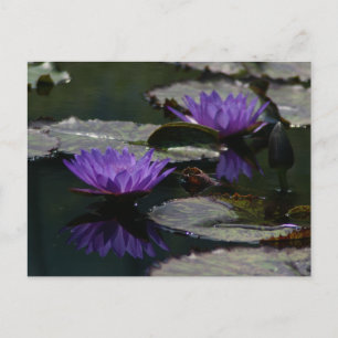 Lila Lotus Wasserlilien Postkarte