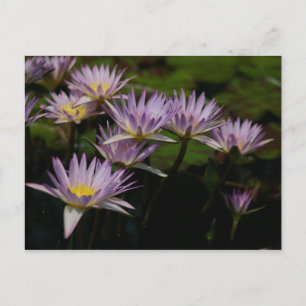 Lila Lotus Wasserlilien Postkarte