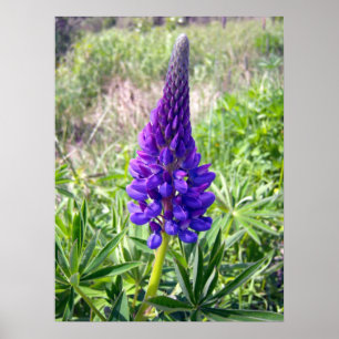 Lila Lupine 1 Poster