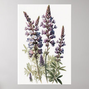Lila Lupine Blume Art Print Poster