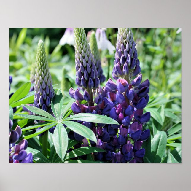 Lila Lupine-Blume Poster (Vorne)