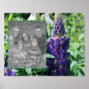 Lila Lupine Blume Rahmen Foto hinzufügen Poster
