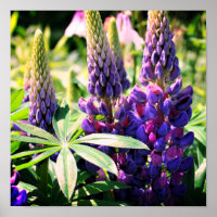 Lila Lupine Blume Trio