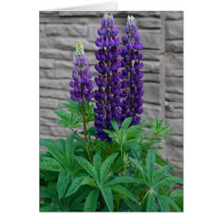 Lila Lupine-Blumen