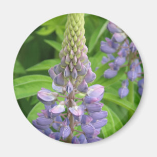Lila Lupine-Blumen-Magnet Magnet