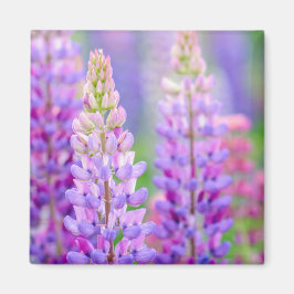 Lila Lupine-Blumen-Magnet Magnet