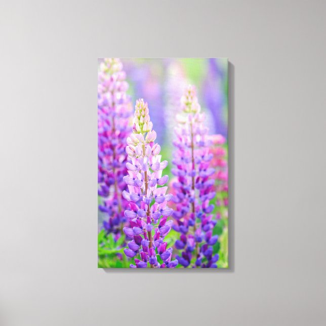 Lila Lupine eingewickelte Leinwand (Vorderseite)