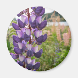 Lila Lupine Magnet
