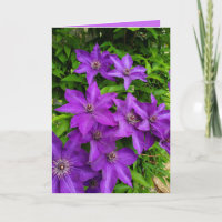 Lila Lupinen Blumenkohl Behalten in Touch Leber