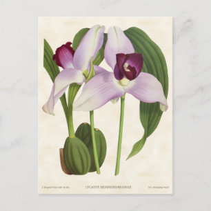 Lila Lycaste Orchid Vintag Botanisch Postkarte