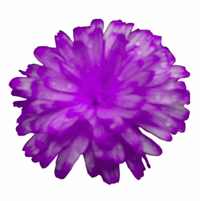 Lila Marigold Fotoskulptur (Vorne)