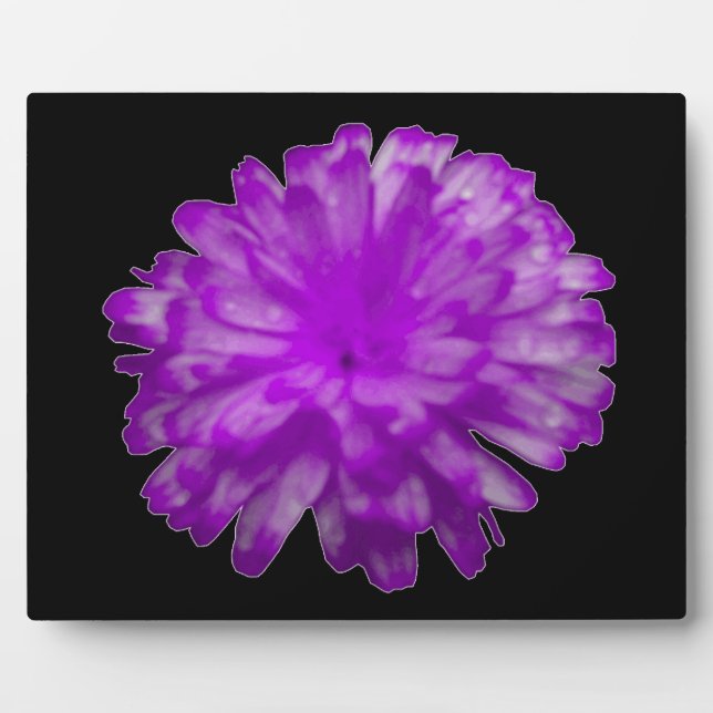 Lila Marigold Plaque Fotoplatte (Vorderseite)