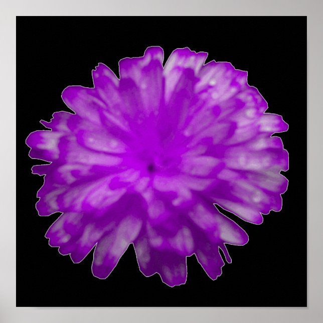 Lila Marigold Poster (Vorne)