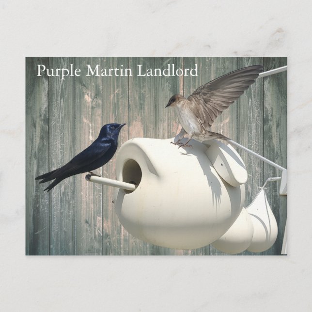 Lila Martin Landlord Nature Swallow Bird Gourds Postkarte (Vorderseite)