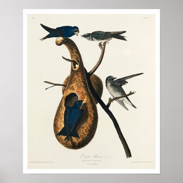 Lila Martin von Audubon Poster (Vorne)