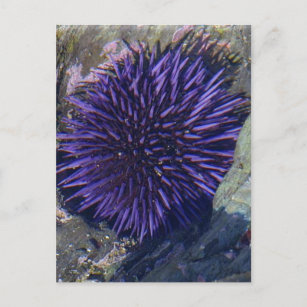 Lila Meer Urchin Postkarte