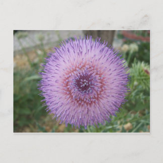Lila Milchdistel Postkarte