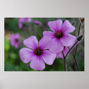 Lila Mohnblumen Poster
