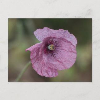 Lila Mohnpostkarte Postkarte